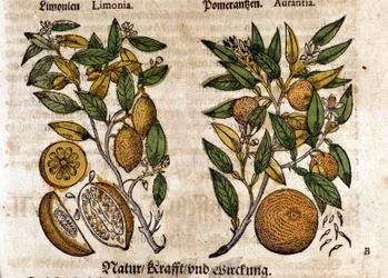 Die Zitrusfrüchte. Orangen- und Zitronenbaum. Gravur - in „Kreutterbuch Dess Hochgelehrten unnd weitberuhmten Herrn D. Petri Andreae Matthioli“ von Pietro Andrea Mattioli (Matthiole) (1500-1577). Frankfurt