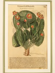 Gelbe Teichrose (Nymphaea lutea), kolorierte Gravur