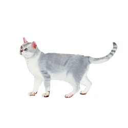 Burmilla