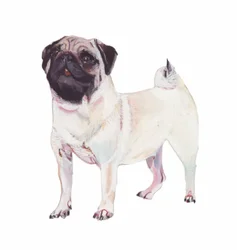 Mops
