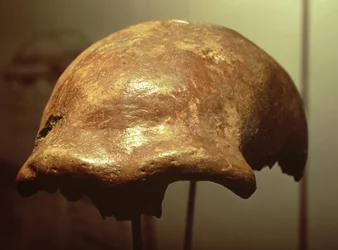 Schädel eines Neandertalers