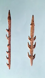 Zwei Harpunen, Jungpaläolithikum, 35000-10000 v. Chr.