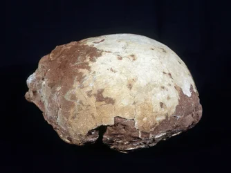 Ei zugeschrieben Hypselosaurus Priscus: großer Dinosaurier (ca. 12 m) Pflanzenfresser der späten Kreidezeit (-65 Millionen Jahre) gefunden in der Provence. Naturhistorisches Museum von Aix en Provence.