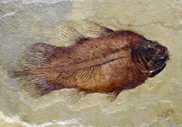 Fossiler Fußabdruck des karbonischen Quastenflossers