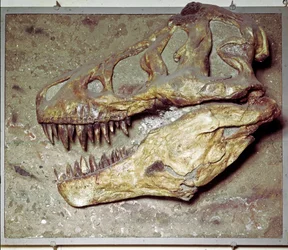 Dinosaurierschädel Tyrannosaurus rex (T Rex oder Tyrannosaurier). Kreidezeit. Museo civico di storia naturale, Mailand