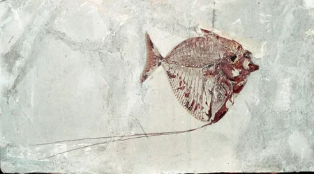 Vorgeschichte: Mene Rhombea Fischfossil vom Fundort Monte Bolca (Italien). Eozän. Museo civico di storia naturale, Mailand