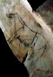 Prähistorie: ein Pferd. Felsmalerei, Stil IV, Oberes Paläolithikum (Magdalénien)