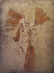 Prähistorie: Archaeopteryx-Fossil, prähistorisches Tier der Vogel-Familie
