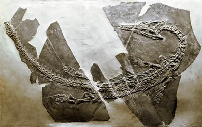 Prähistorie: Fossil des aquatischen Reptils Askeptosaurus italicus aus Besano