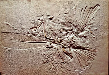 Vorgeschichte: Fossil des Vogels Archaeopteryx Lithographica aus dem Fundort Solnhofen (Deutschland). Oberjura. Museo civico di storia naturale, Mailand