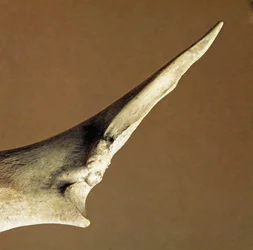Prähistorie: Messer aus Rinderulna aus der Nekropole von Arene Candide (Finale Liguria), Ligurien. Unteres Neolithikum