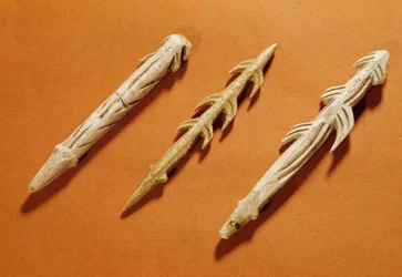 Vorgeschichte: zum Fischfang verwendete Rentierharpunen. Hergestellt während des Magdalénien. 17000-11000 v. Chr. Saint-Germain-en-Laye, Museum für Nationale Archäologie.