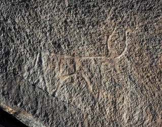 Urgeschichte, Felskunst: Gravur eines Rindes. Tazina-Stil. Steinzeit 5000-2000 v. Chr. Taghit, Hochplateau des Hoggar (Ahaggar), Algerien
