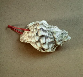 Prähistorie: durchbohrte Tritonmuschel, verwendet als Pfeife aus der Nekropole von Arene Candide (Finale Liguria), Ligurien. Mittleres Neolithikum, Steinzeit. Genua, Museo di archeologia Ligure