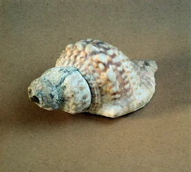 Prähistorie: durchbohrte Triton-Nodifer-Schale, verwendet als Pfeife aus der Nekropole von Arene Candide (Finale Ligurien), Ligurien. Mittleres Neolithikum, Steinzeit