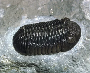 Trilobit Phacops Rana Fossil (Arthropode). Devon-Zeit. Fund in Ohio, USA