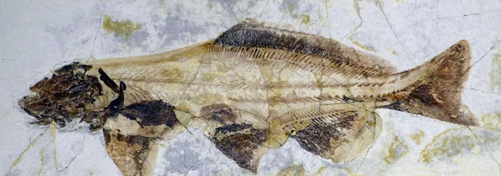 Stör-Fossilabdruck, Unterkreide (Objekt)
