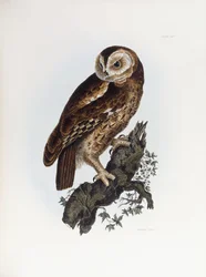 Waldkauz, 1841