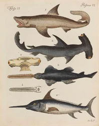 Kinderbilderbuch Kinderenzyklopädie von Friedrich Johann Justin Bertuch