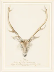 Ein Hirsch, geschossen von John Brown, 1874