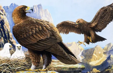 König der Vögel, aus 