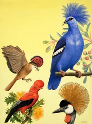 Naturwunderland: Vögel mit Kronen