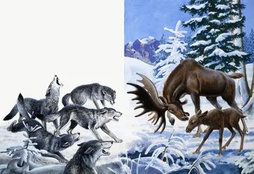 Das Königreich der Natur: Sie aßen sich in den Hunger