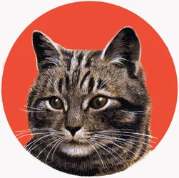 Getigerte Katze, aus 