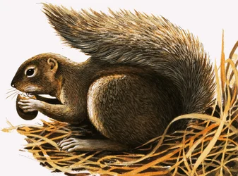 X für... Xerus erythropus oder Afrikanisches Eichhörnchen