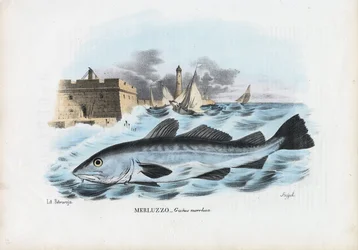 Atlantischer Kabeljau, 1863-79