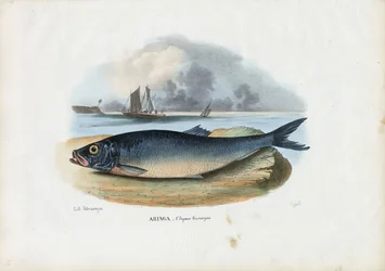 Atlantischer Hering, 1863-79