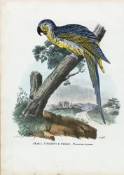Blau-Gelber Ara, 1863-79