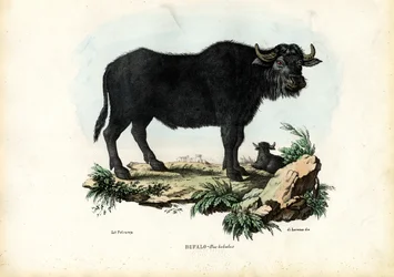 Büffel, 1863-79