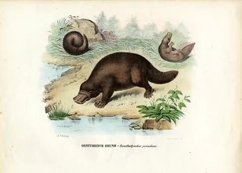 Schnabeltier, 1863-79