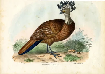 Großer Hokko, 1863-79