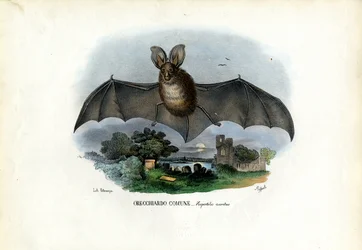Graues Langohr, 1863-79