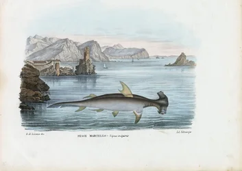 Hammerhai, 1863-79