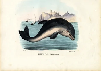 Schweinswal, 1863-79
