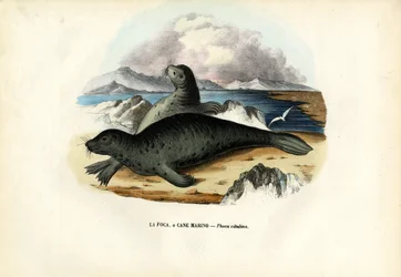 Hafenrobbe, 1863-79