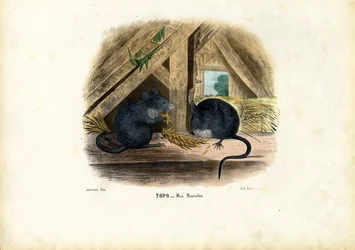 Hausmaus, 1863-79