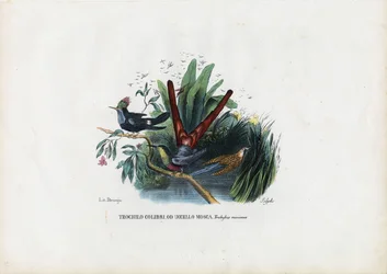 Kolibris, 1863-79