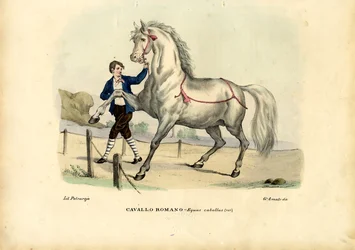 Italienisches Pferd, 1863-79