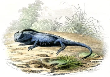 La head fourchue (Lyriocephalus margaritaceus) - Tafel aus Histoire Naturelle von Bernard Germain de Lacepede, Ausgabe P.Furme, Paris