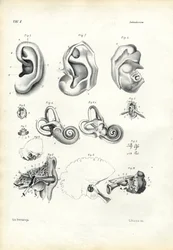 Organ des Hörens, 1863-79