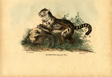 Pampaskatze, 1863-79