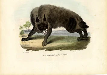 Gestreifte Hyäne, 1863-79