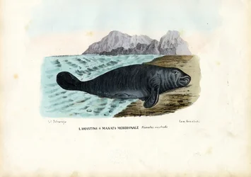 Westindische Seekuh, 1863-79