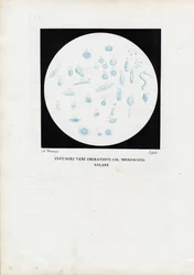 Rädertierchen, 1863-79