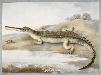 Ein Gharial oder Ganges-Krokodil von Angesicht zu Angesicht mit einer Heuschrecke, ca. 1820