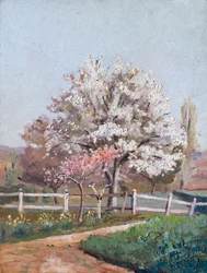 Kirschblüten, um 1930er